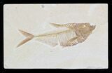 Detailed Diplomystus Fish Fossil From Wyoming #32732-1